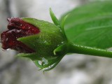 222627977_bd2544c2f9-160x120.jpg (160x120, 6kB)