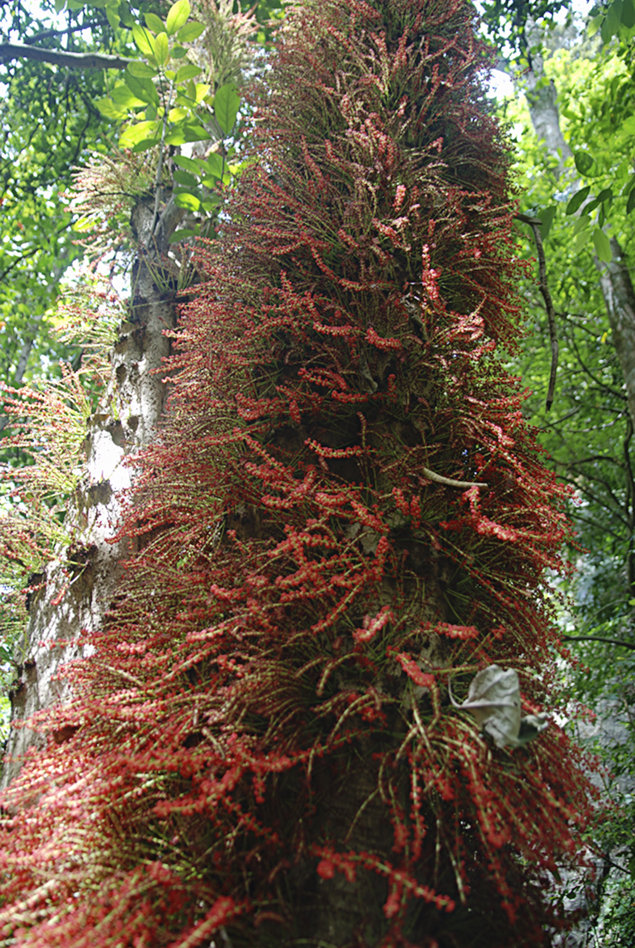 cauliflorous tree enroute Agastyakoodam